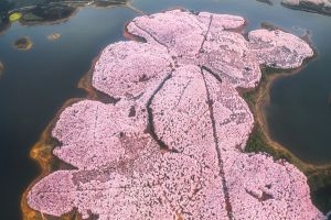 平坝樱花