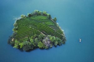 湖中央的茶园小岛